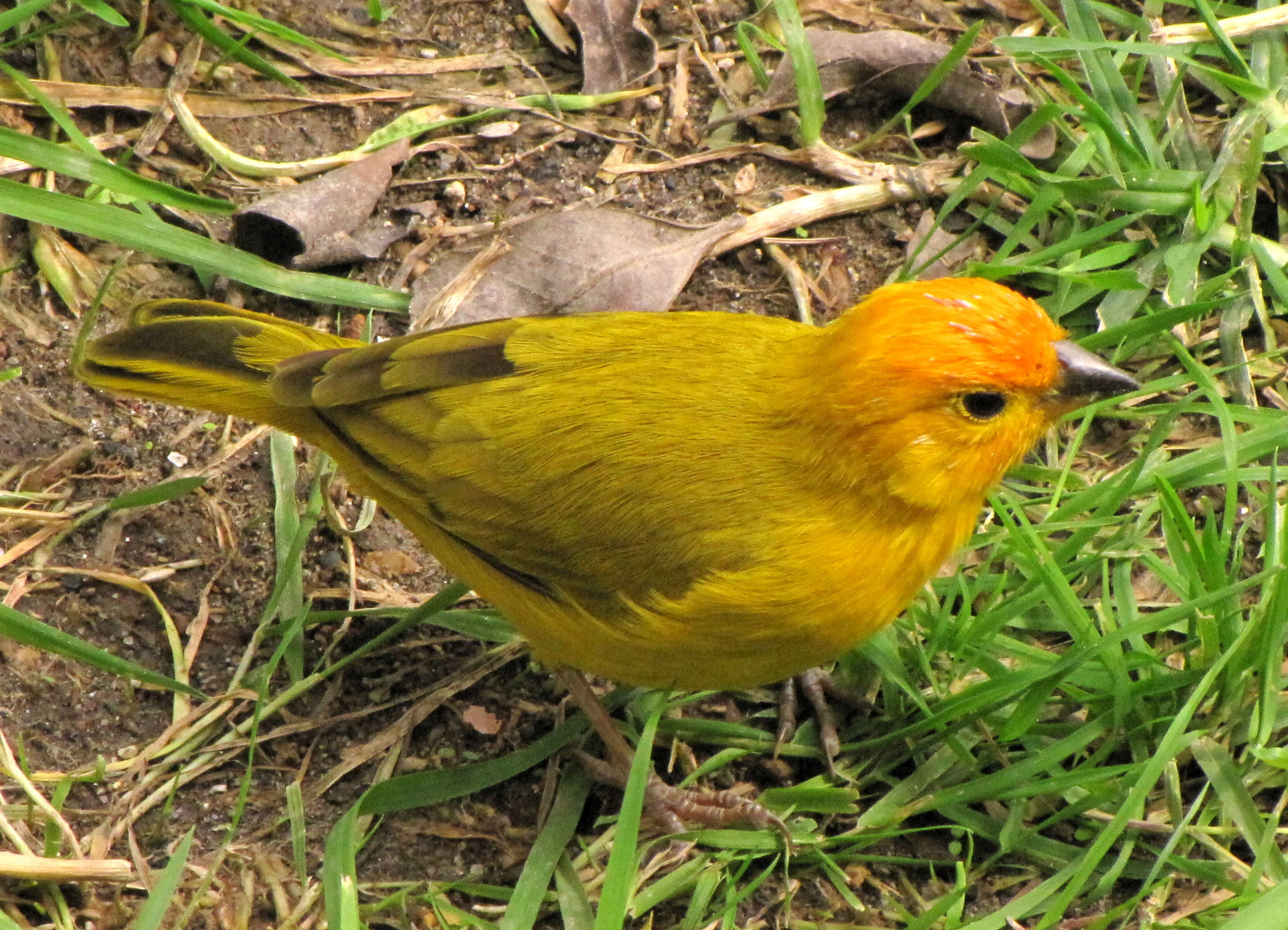 Image of Saffron Finch