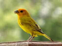 Image of Saffron Finch