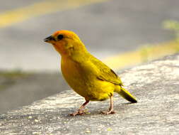 Image of Saffron Finch