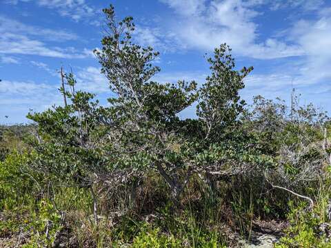 صورة Manilkara jaimiqui subsp. emarginata (L.) Cronquist