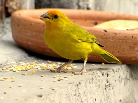 Image of Saffron Finch