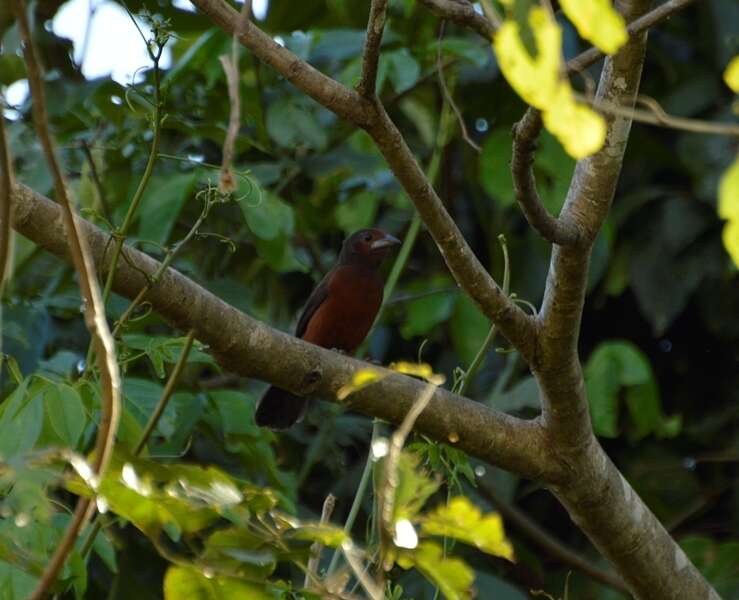 Image of Silver-beaked Tanager