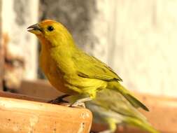 Image of Saffron Finch