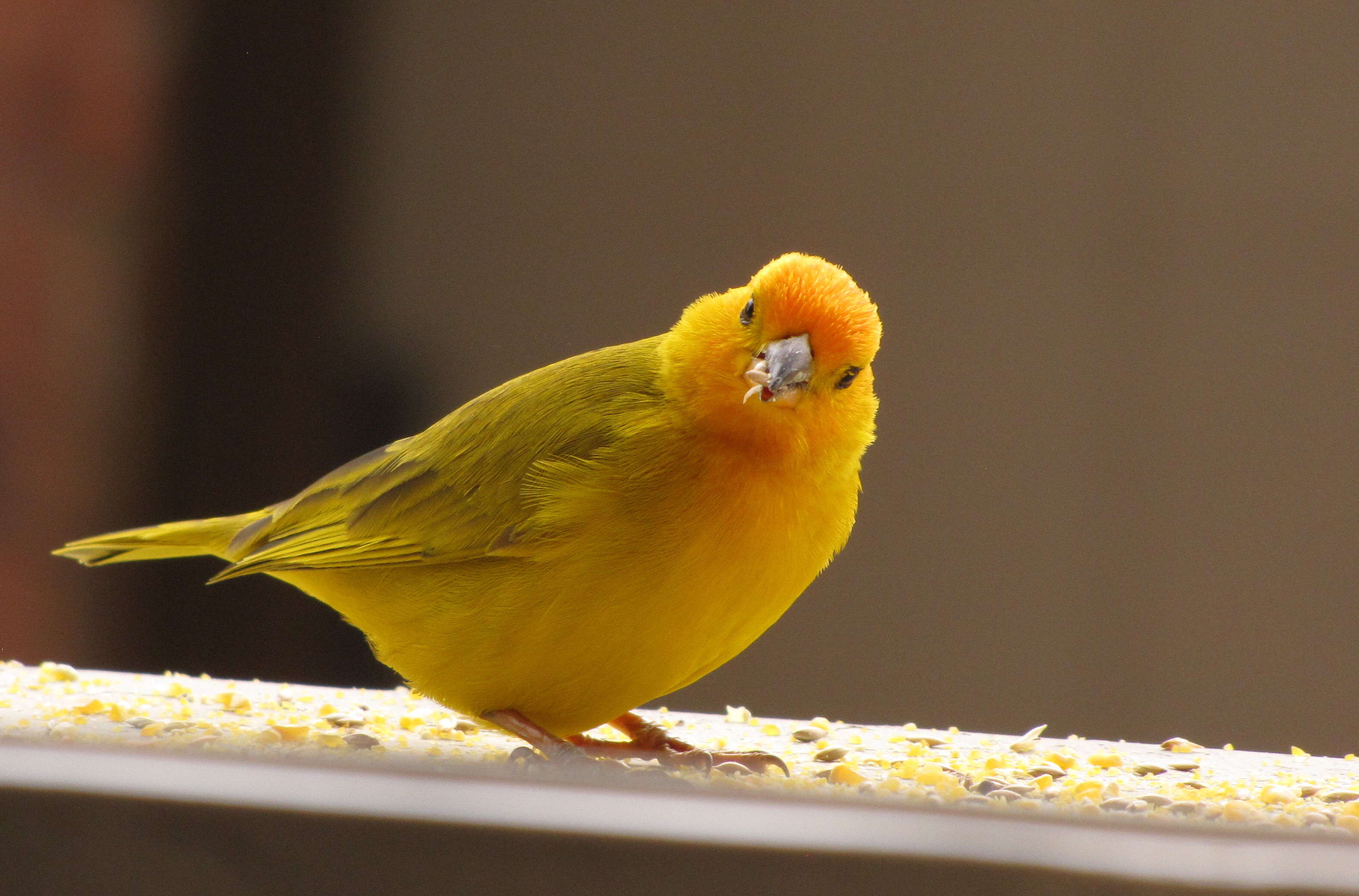 Image of Saffron Finch