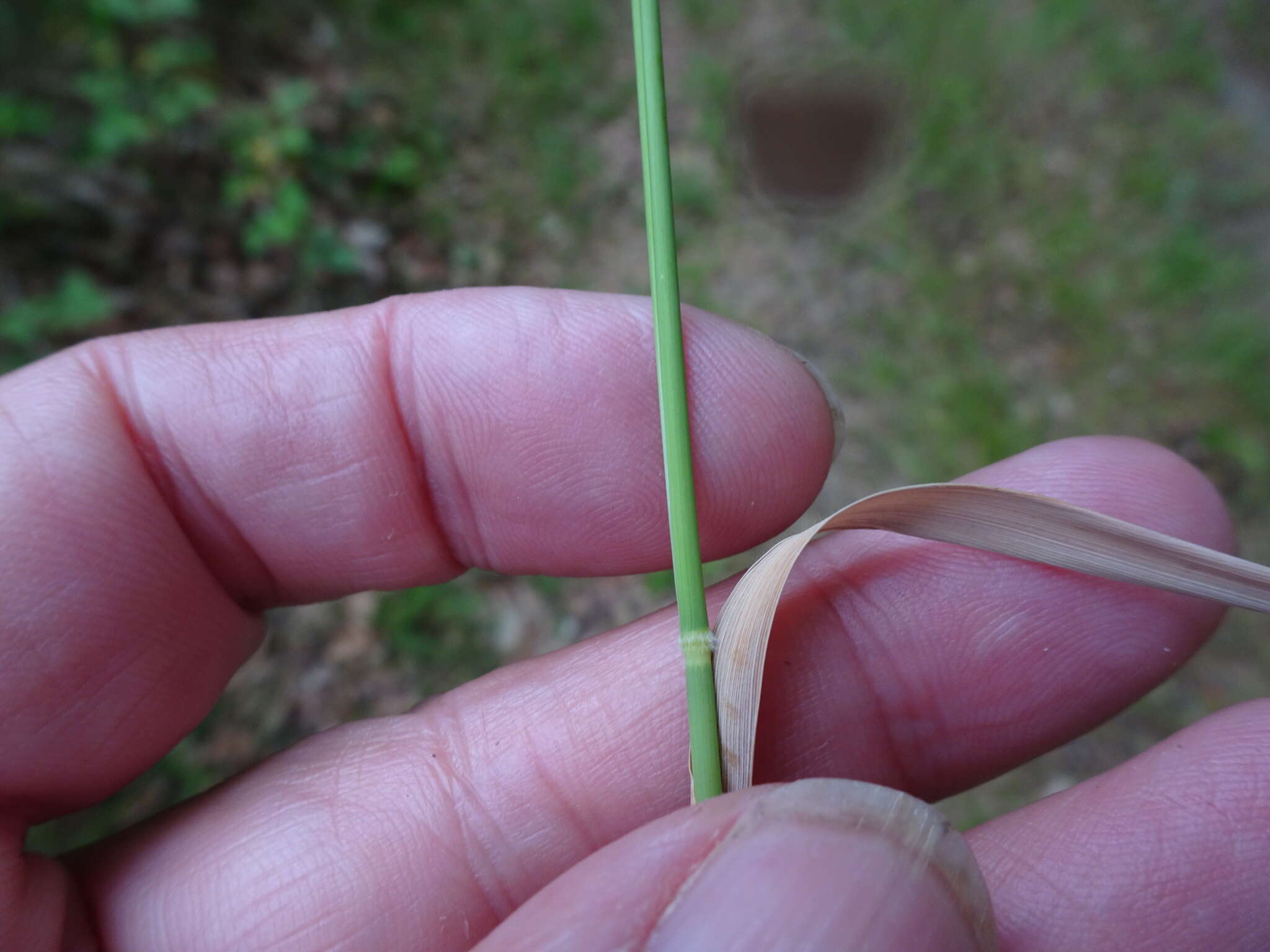 Image of Creeping Soft Grass