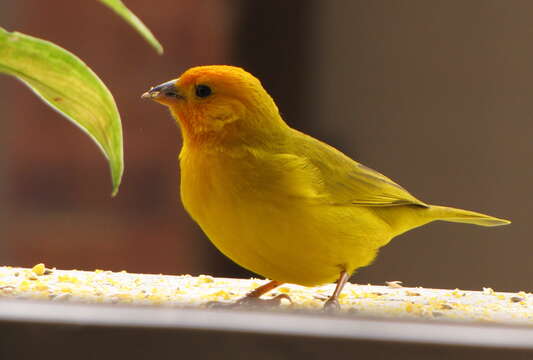 Image of Saffron Finch