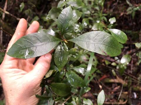 Image of Psychotria simmondsiana F. M. Bailey