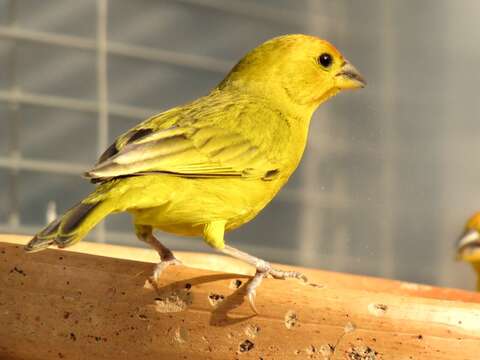 Image of Saffron Finch