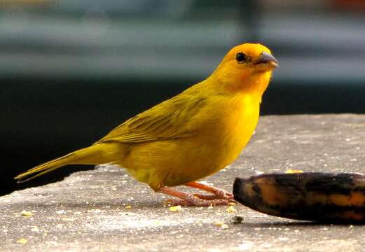 Image of Saffron Finch