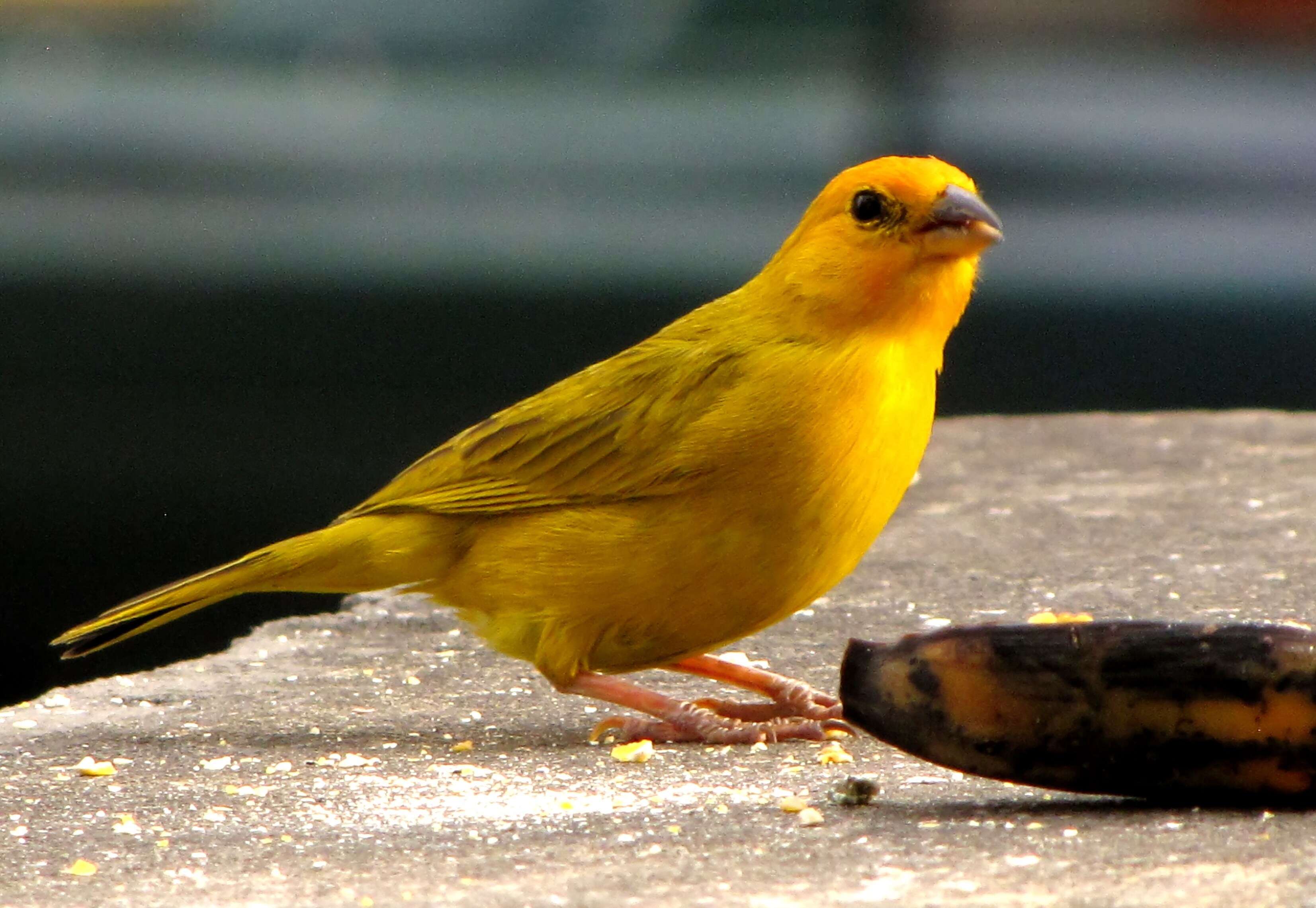 Image of Saffron Finch