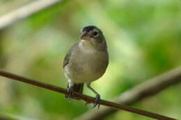 Image of Grey Pileated Finch