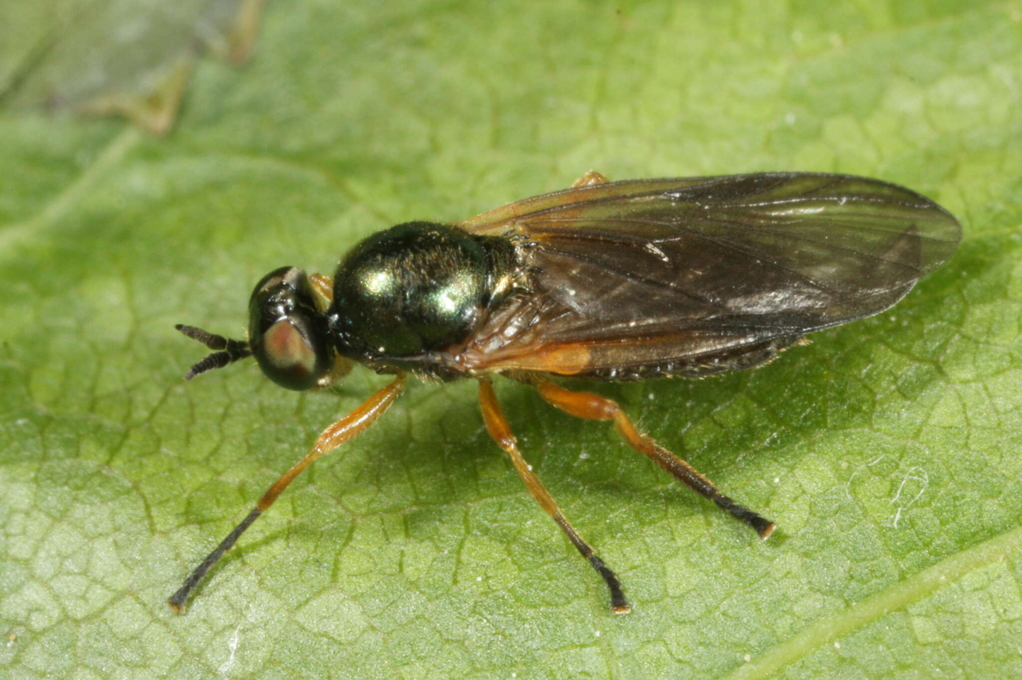 Image of Beris chalybata (Forster 1771)