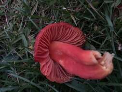 Sivun Hygrocybe splendidissima (P. D. Orton) M. M. Moser 1967 kuva