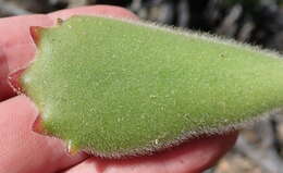 Image of Cotyledon tomentosa subsp. tomentosa