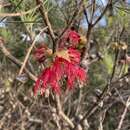 Image of Melaleuca granitica subsp. granitica