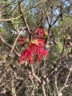 Image de Melaleuca granitica subsp. granitica