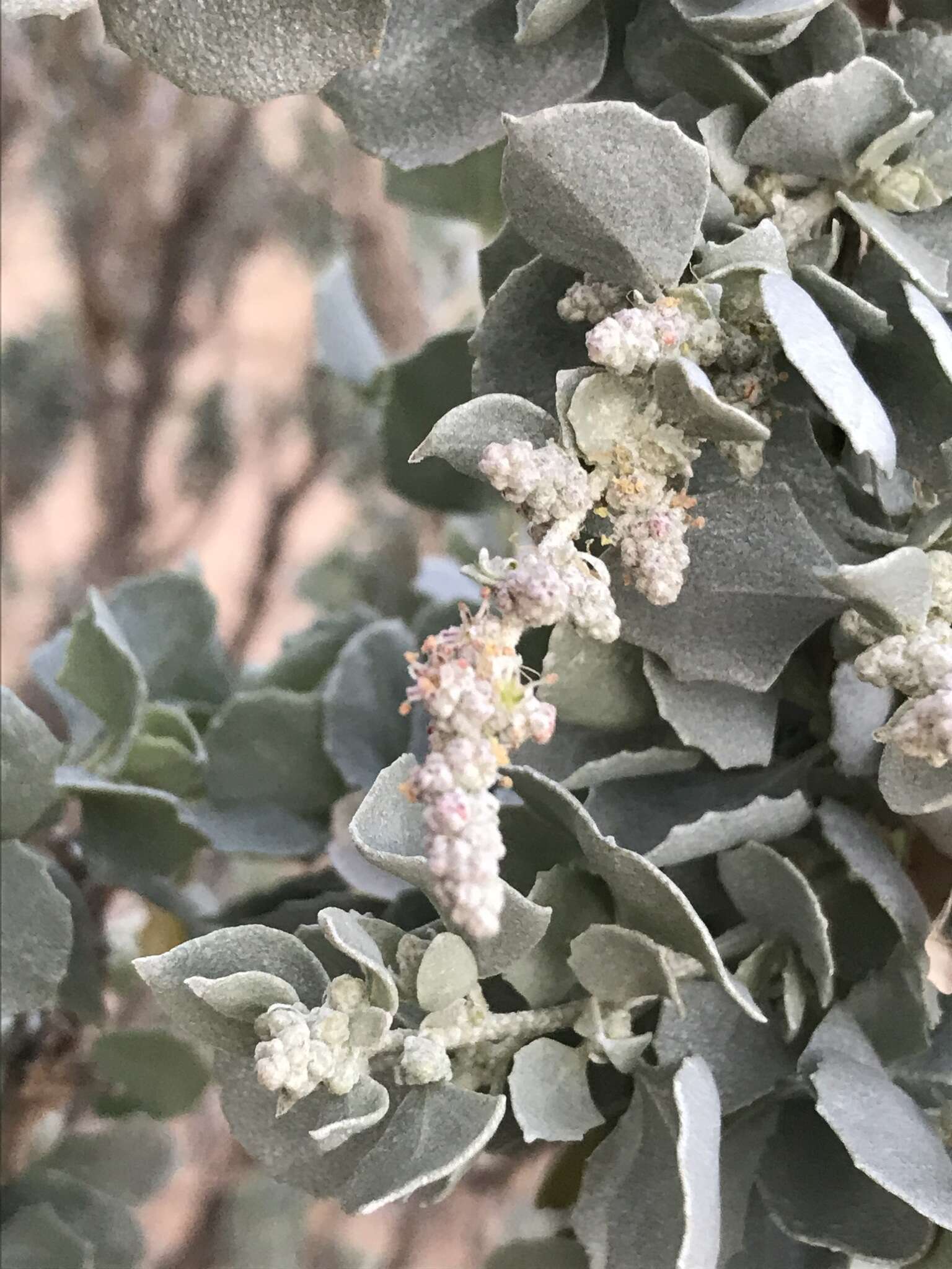 Image de Atriplex nummularia subsp. nummularia