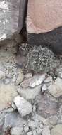 Image of Nickels' cactus