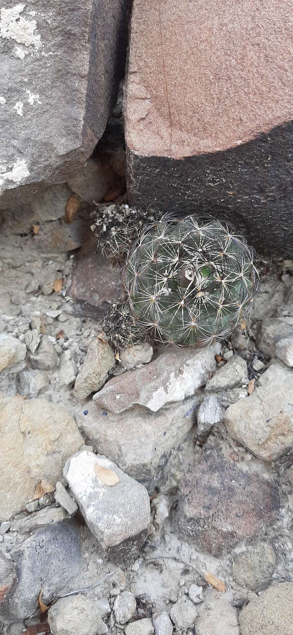 Image of Nickels' cactus