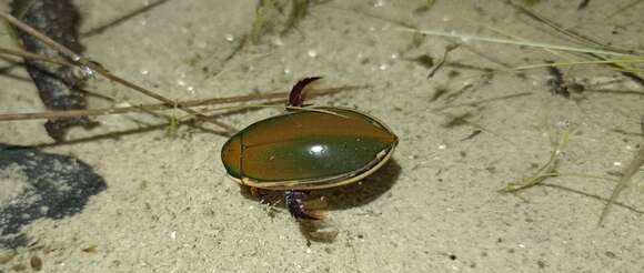 Plancia ëd Cybister (Cybister) tripunctatus (Olivier 1795)