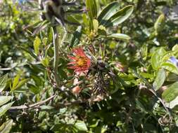 Image of Mutisia coccinea A. St. Hil.