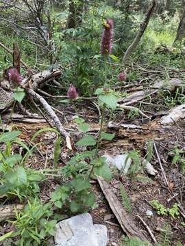 Image of Bill Williams Mountain giant hyssop