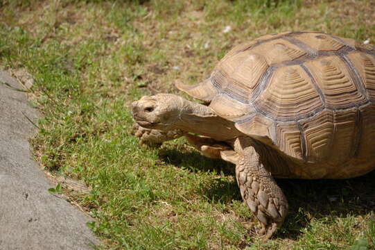 Image of spurred tortoise