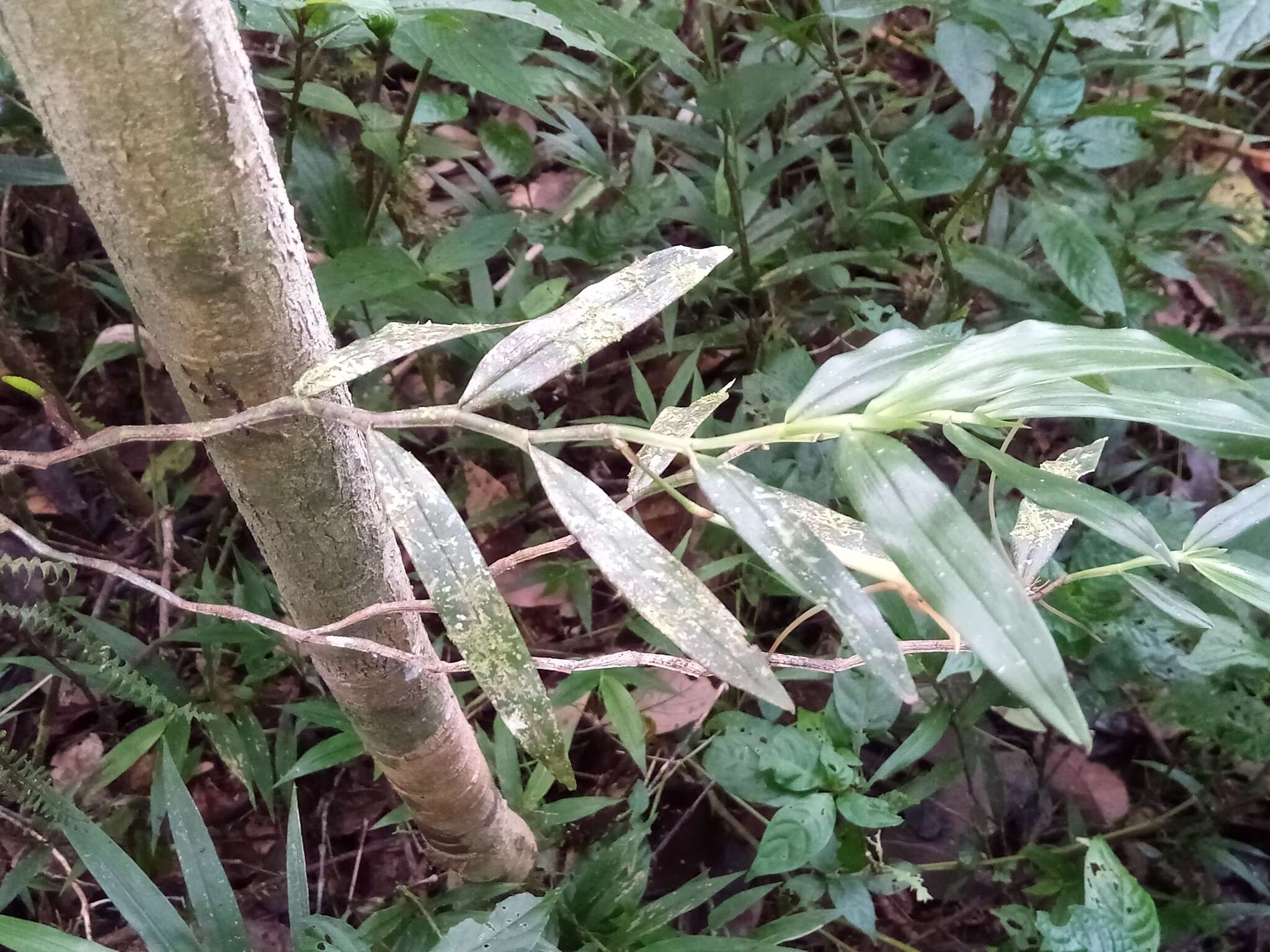 Image de Angraecum mauritianum (Poir.) Frapp.