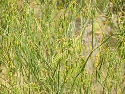 Plancia ëd Coronilla juncea L.