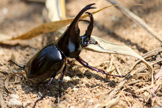 Image of Xylotrupes sumatrensis Minck 1920