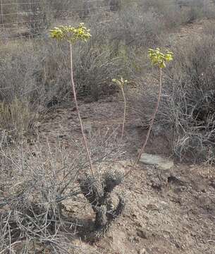 Image of Tylecodon wallichii subsp. wallichii