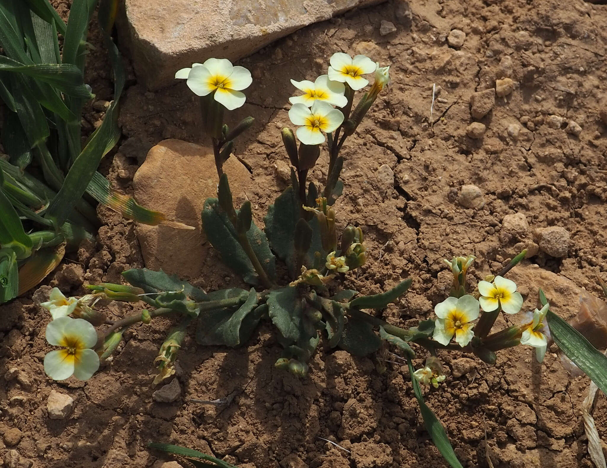 Image of Zuvanda exacoides (DC.) Askerova