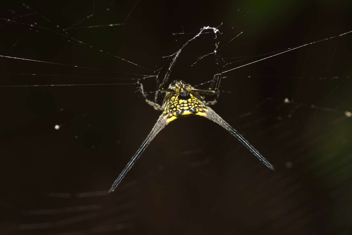 Image of Gasteracantha dalyi Pocock 1900