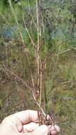 Image de Schizachyrium rhizomatum (Swallen) Gould