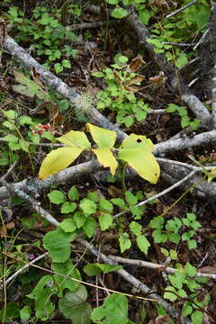 Слика од Maianthemum japonicum (A. Gray) La Frankie