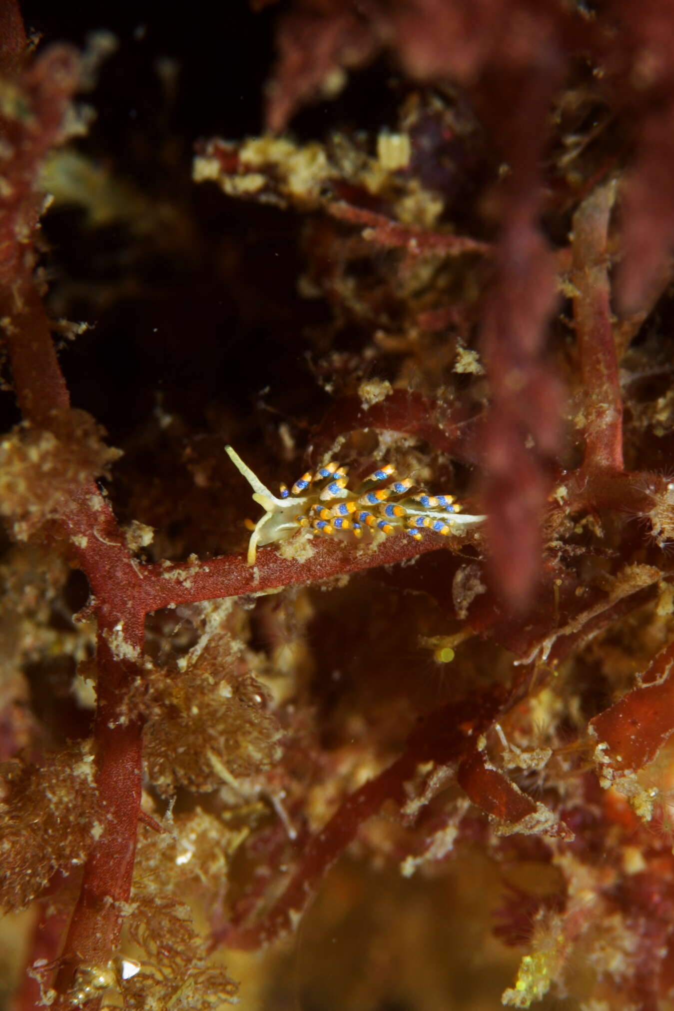 Image of Trinchesia morrowae Korshunova, Picton, Furfaro, Mariottini, Pontes, Prkić, Fletcher, Malmberg, Lundin & Martynov 2019