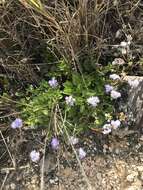 Imagem de Ageratum maritimum Kunth