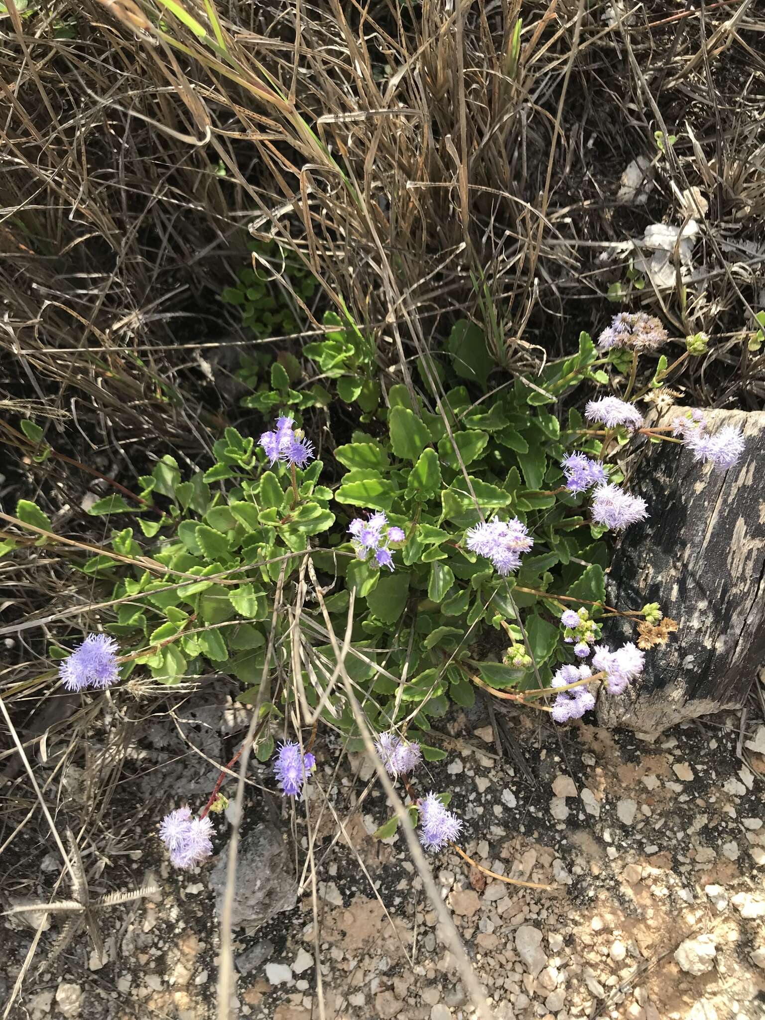 Imagem de Ageratum maritimum Kunth