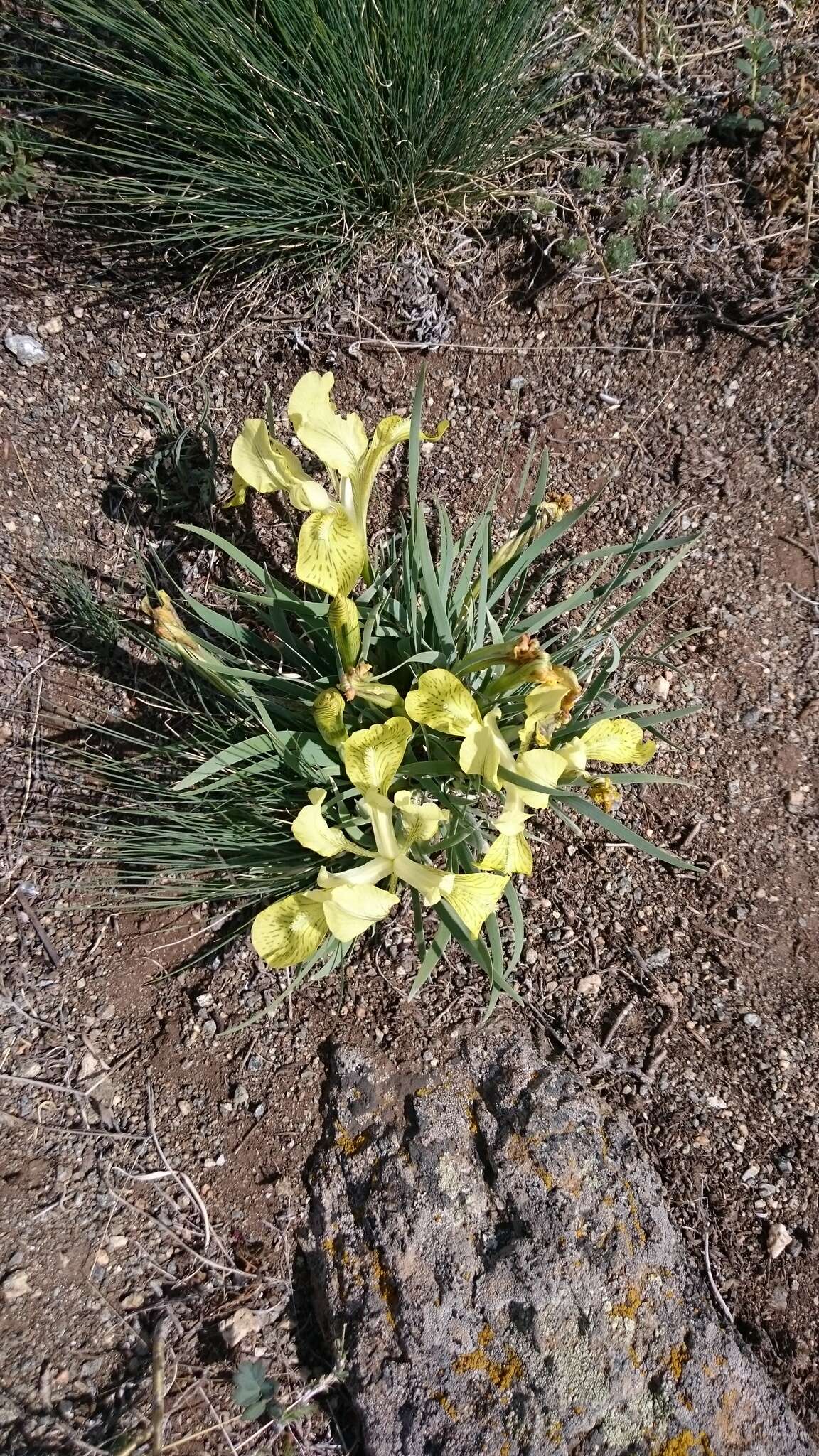 Image de Iris potaninii Maxim.