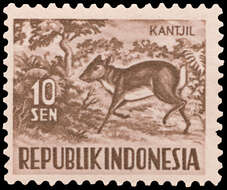 Image of Mouse Deer
