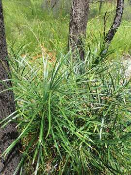 Image of Cycad