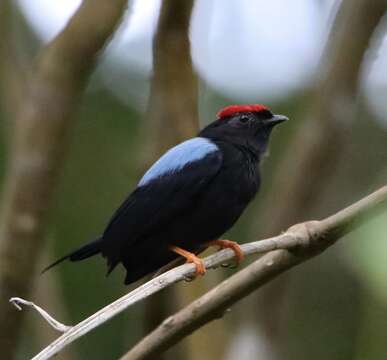 Image of Lance-tailed Manakin