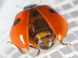 Image of twospotted lady beetle