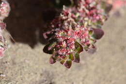 Imagem de Euphorbia velleriflora (Klotzsch & Garcke) Boiss.