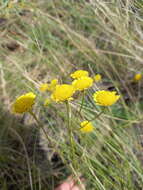 Image of Tanacetum kittaryanum subsp. sclerophyllum (Krasch.) Tzvel.