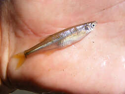 Image of River sardine