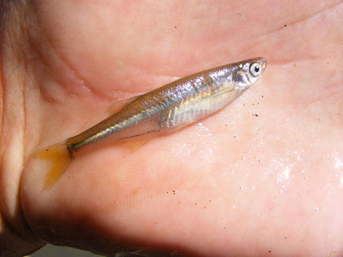 Image of River sardine