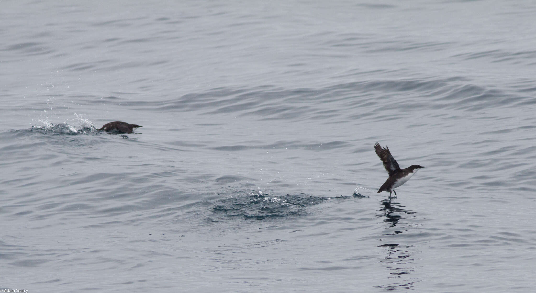 Image of Craveri's Murrelet