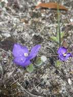 Image of Patersonia babianoides Benth.