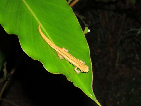 Image of Cukra Climbing Salamander